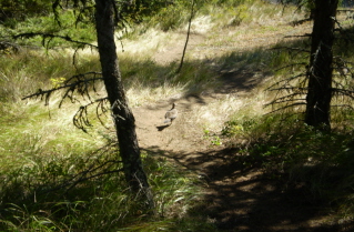 Heading back down, a partridge walking along the trail, Enderby Cliffs 2010-08.